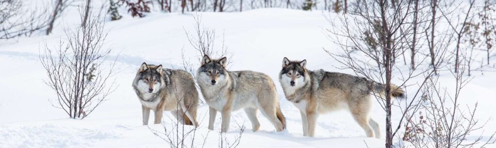 The  Yellowstone wolf reintroduction is crucial for rewilding.