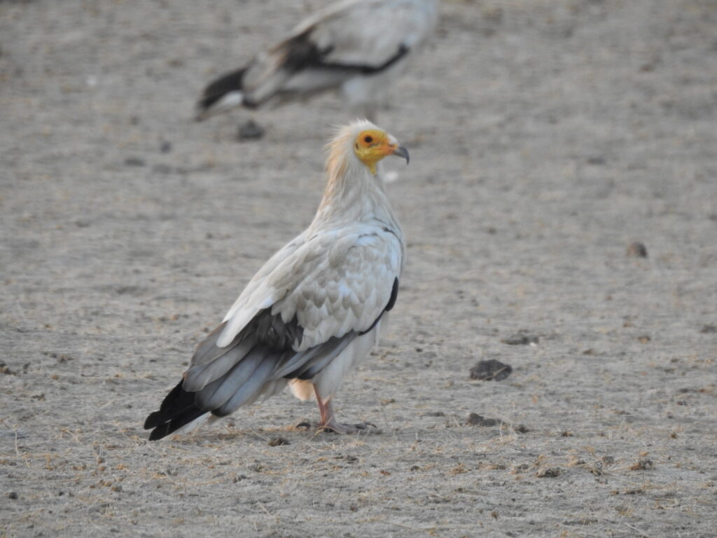 The Egyptian Vultures will soon be included in the Action Plan for Vulture Conservation. Their reintroduction is critical.
