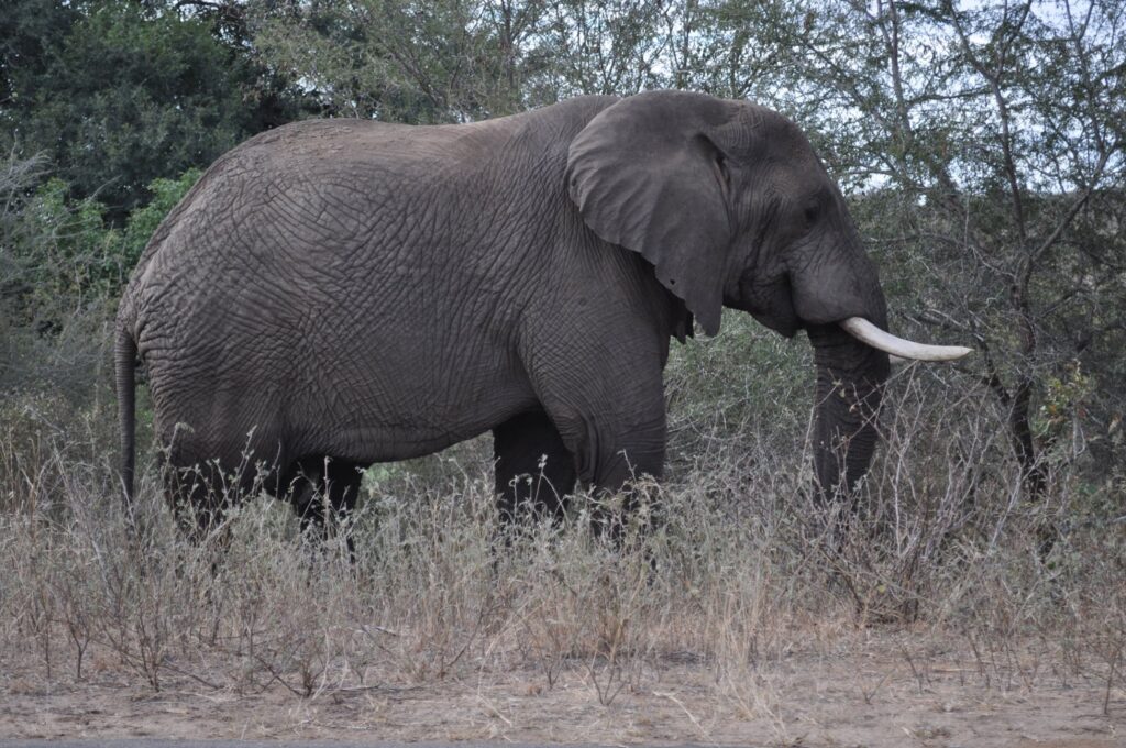 Elephants are considered ecosystem engineers

