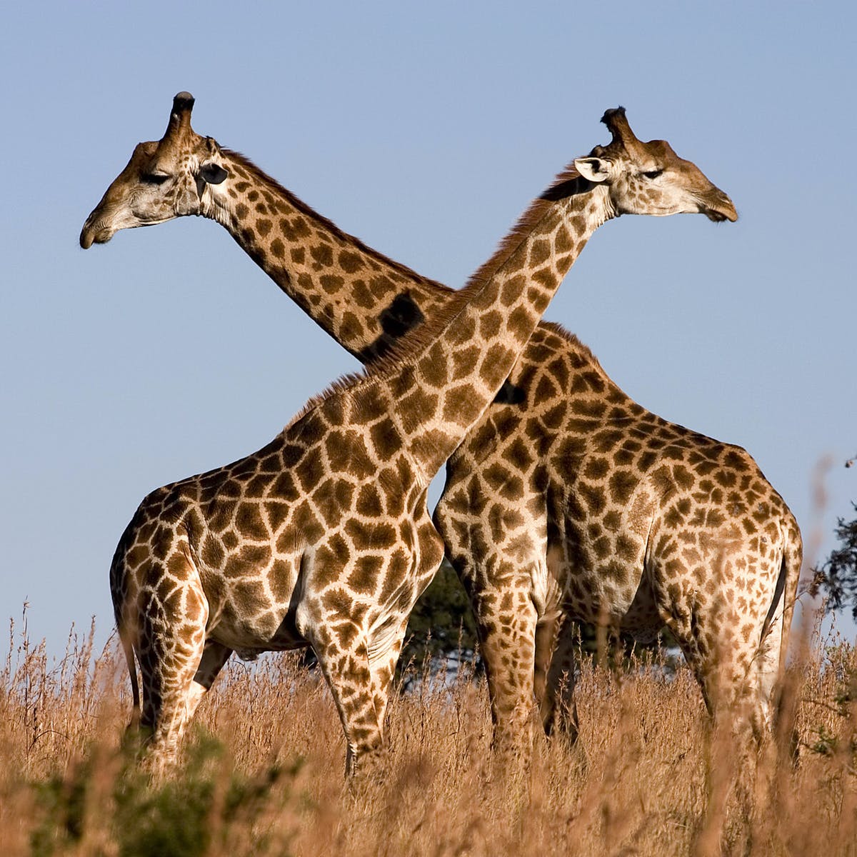 The Silent Extinction of Giraffes