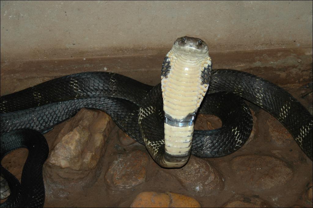 King Cobras are very venomous snakes. Is it possible to identify non venomous snakes?