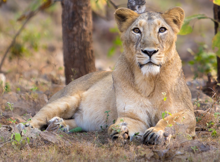 The Lion is a common feature of both India and Africa's Big Five
