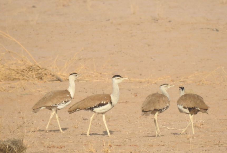 Can we save the Great Indian Bustard?