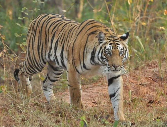 India’s Big Five | Think Wildlife Foundation