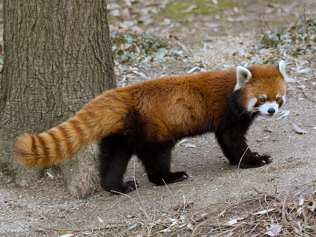 Red Pandas