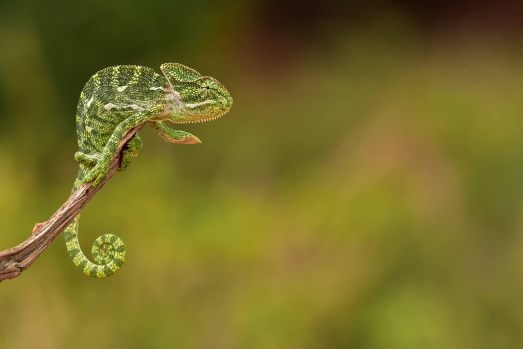 Reptiles are a major concern for conservationists
