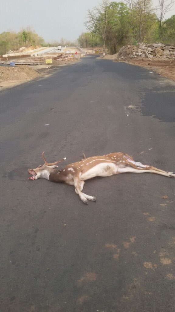 Roads are a major source of wildlife mortality