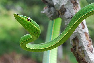 Green vine snake
