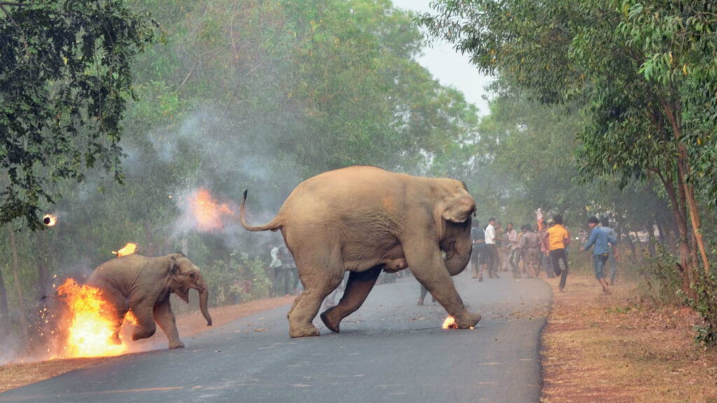 What are short-term solutions to human-elephant conflict?