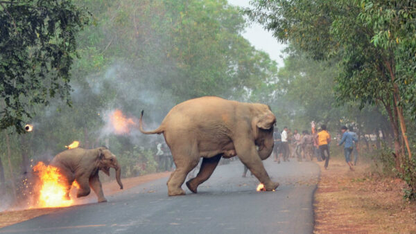 What are the causes of human elephant conflict in India?