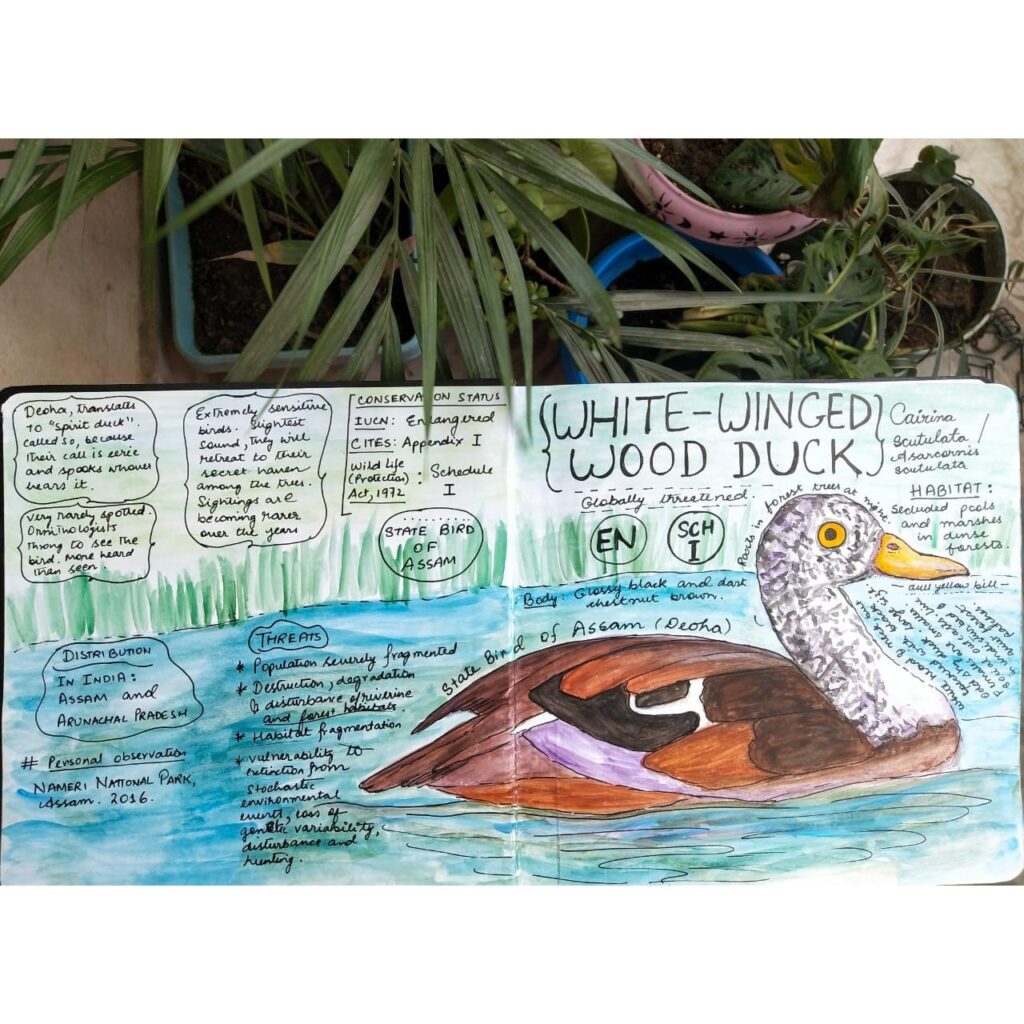 Nature journaling can help document endangered species 