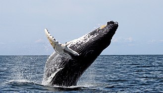 Baleen Whales
