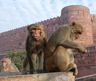 Feeding animals is not coexistence