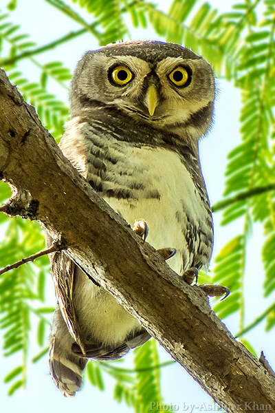 The Forest Owlet is one of the rarest owl species in India 
