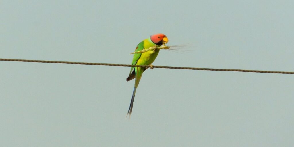 Changing landscapes do provide alternative foraging sites for birds