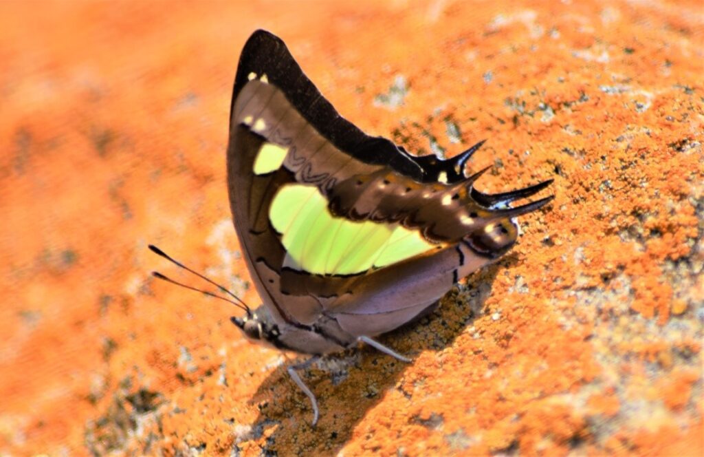 The butterfly is  amongst the most adversely impacted by climate change.