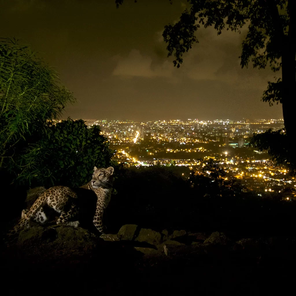 coexistence of leopards and humans