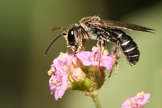 Chemical Communication is vital for pollination.