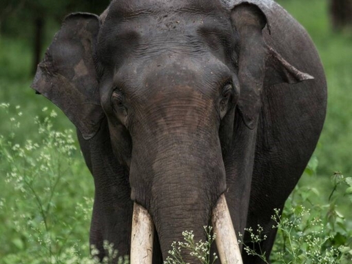 Figure 3: Elephant Conservation is one of India's greatest achievements. (Photo Credits: Atish Banerjee)