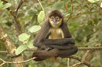 Spider Monkeys utilize chemicals communication while foraging