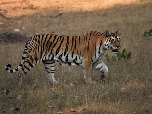 India has doubled her tiger population due to her amazing conservation projects!