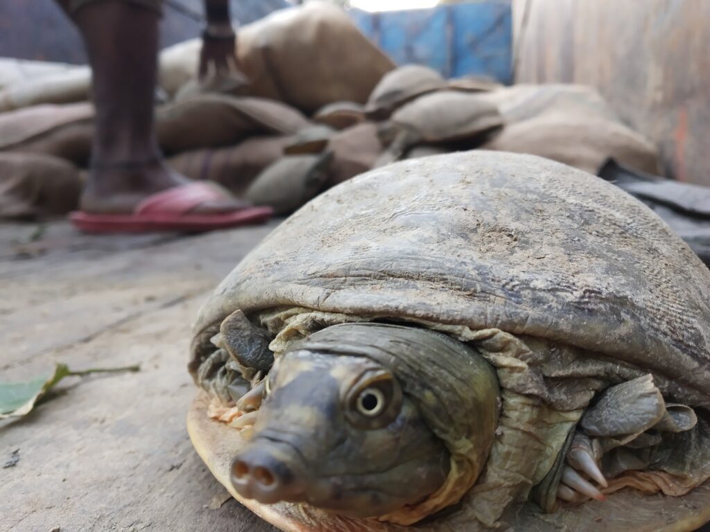 turtle meat curry is fueling the illegal wildlife trade in tripura