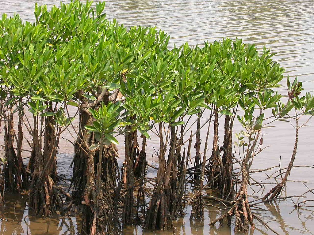 Mangrove forests are crucial ecosystems