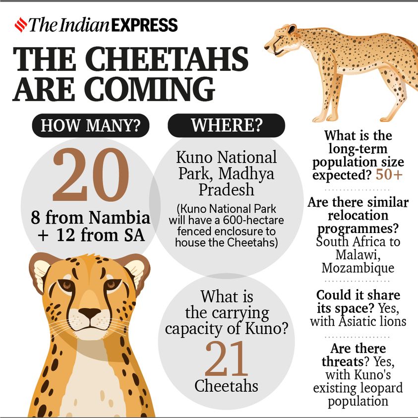 Will the cheetah reintroduction in India be successful?