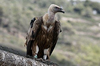 Can India save her vultures?