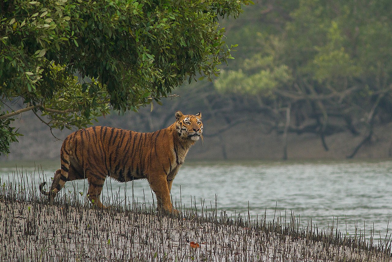 Mangrove Forests- A complex ecosystem supporting unique biodiversity