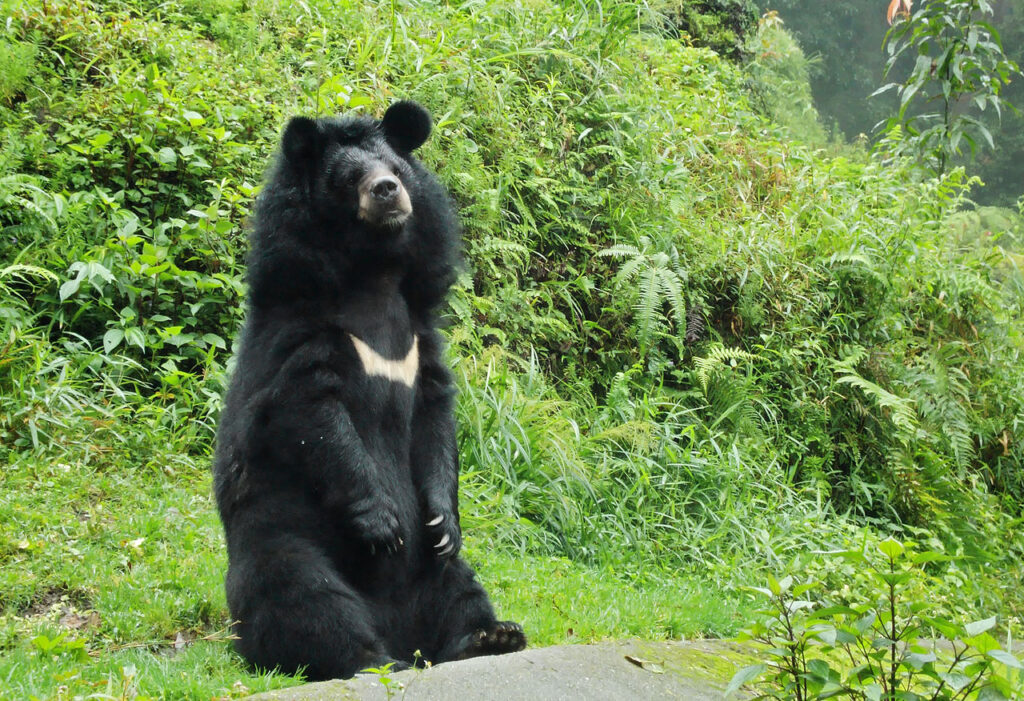 Himalayan Black Bears are rare
