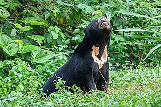 Malayan Sun bears are very rarely seen in India.