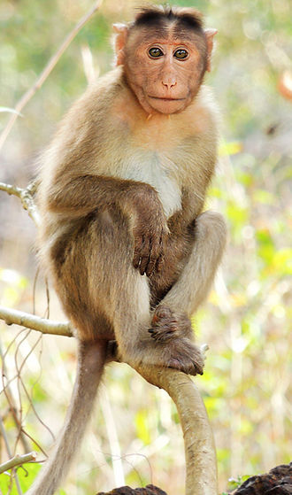 Bonnet Macaques are also suffering from the illegal wildlife trade. 