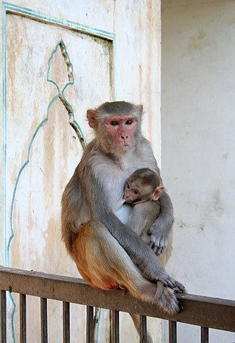 Rhesus macaque are facing the brunt of the illegal wildlife trade