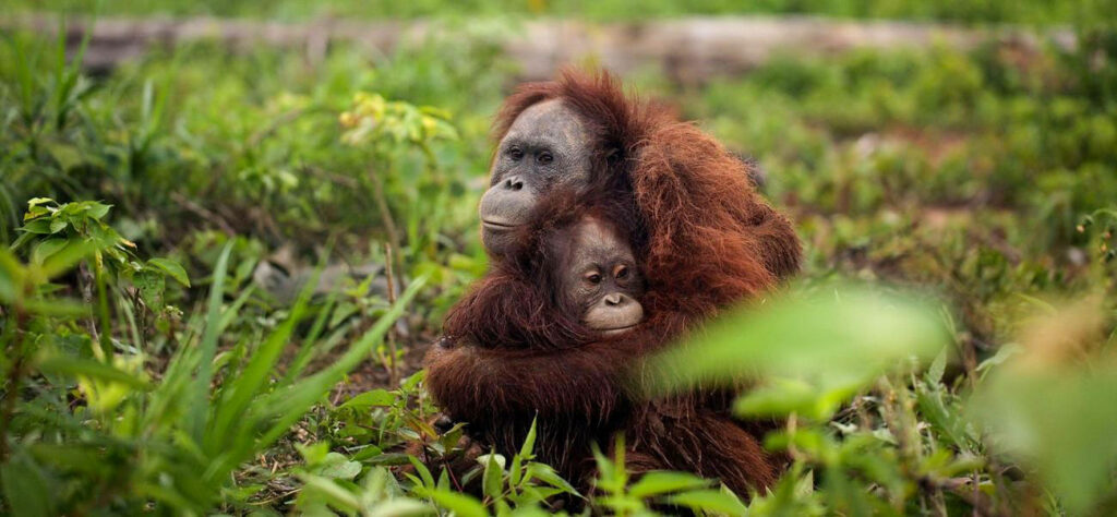 Palm Oil is a major threat to countless species
