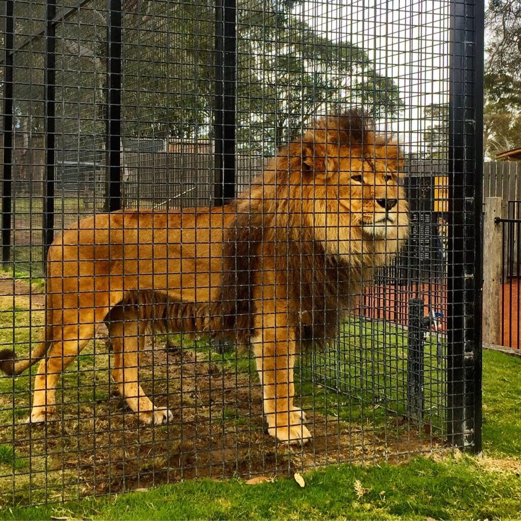 how do zoos research help wildlife