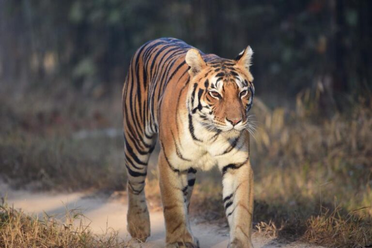 What Are The Causes Of Human Tiger Conflict?