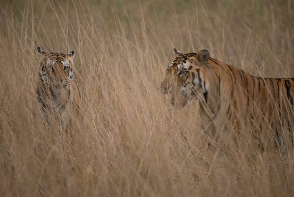 Human tiger conflict is prevalent in India.