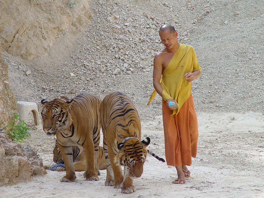 Tiger temples sponsor the illegal wildlife trade