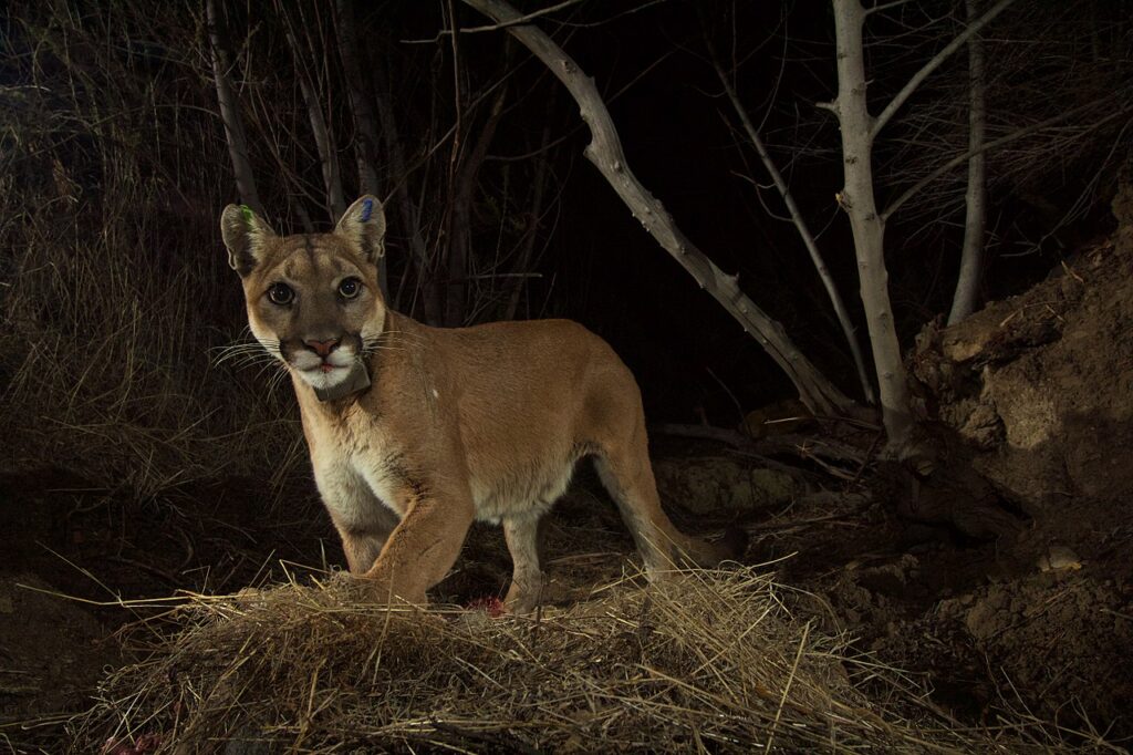 Predators like pumas and leopards are most impact by artificial lighting