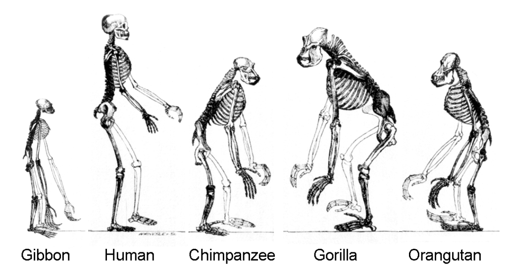 Humans are forcing the evolution of species