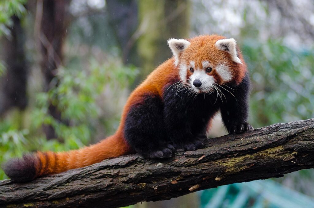 Red pandas