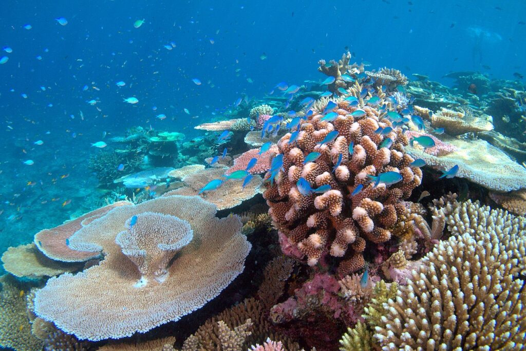 Coral bleaching occurs due to climate change
