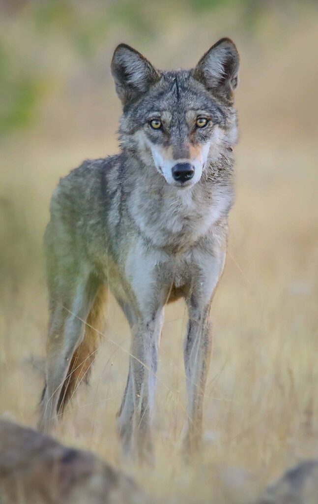 Phantoms of the grasslands – The Indian Grey Wolf