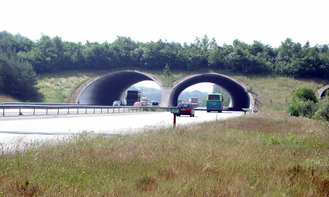 How do wildlife know to use animal bridges and crossings