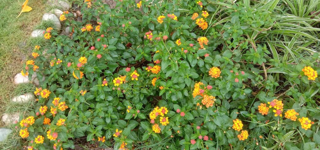 latana camara is amongst the most invasive plants in the world