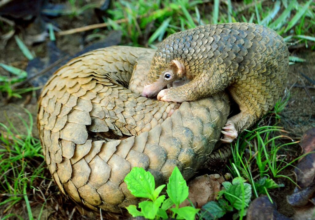 Pangolins are the most trafficked species in the world