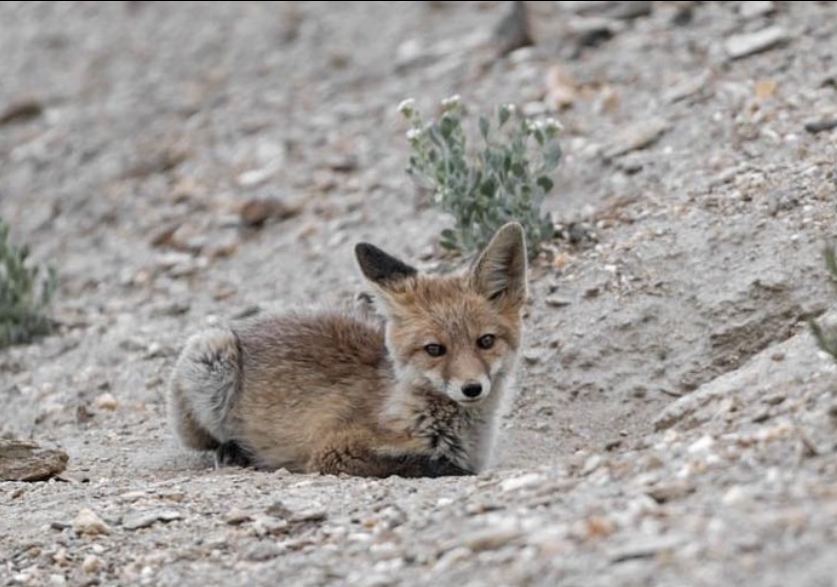 wild canids