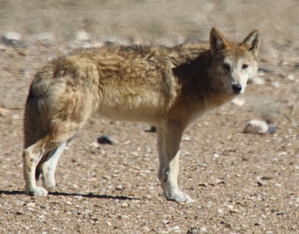 Himalayan wolves are rare and elusive!