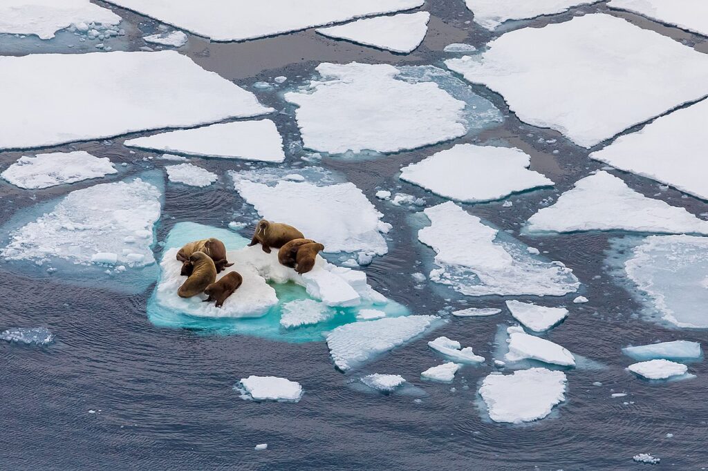 arctic's marine ecosystem is heavily threatened